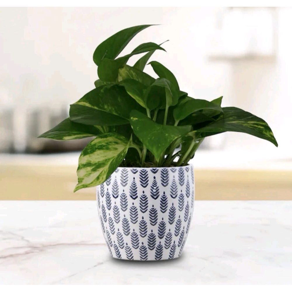 New Set of 2 Ceramic Planters White w Navy Blue Leaf Pattern Retail $38.00