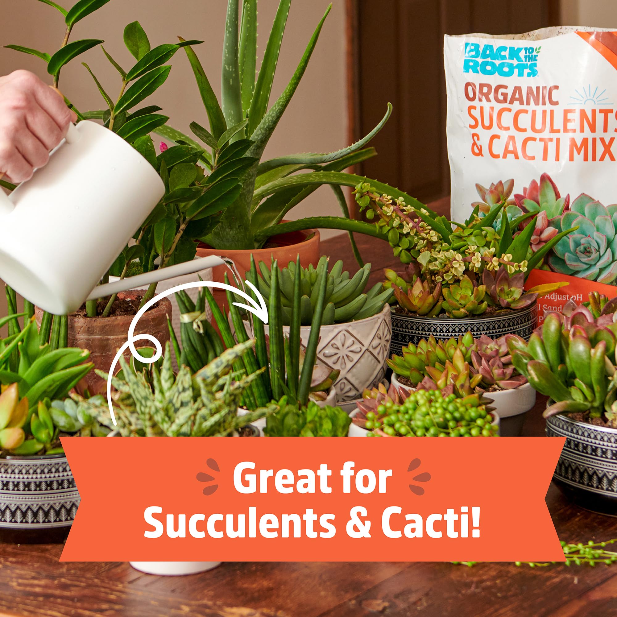 Open-Box New Back to the Roots 6qt Succulent  Cacti Mix Potting Soil with Rapid Drainage Retail $5.06