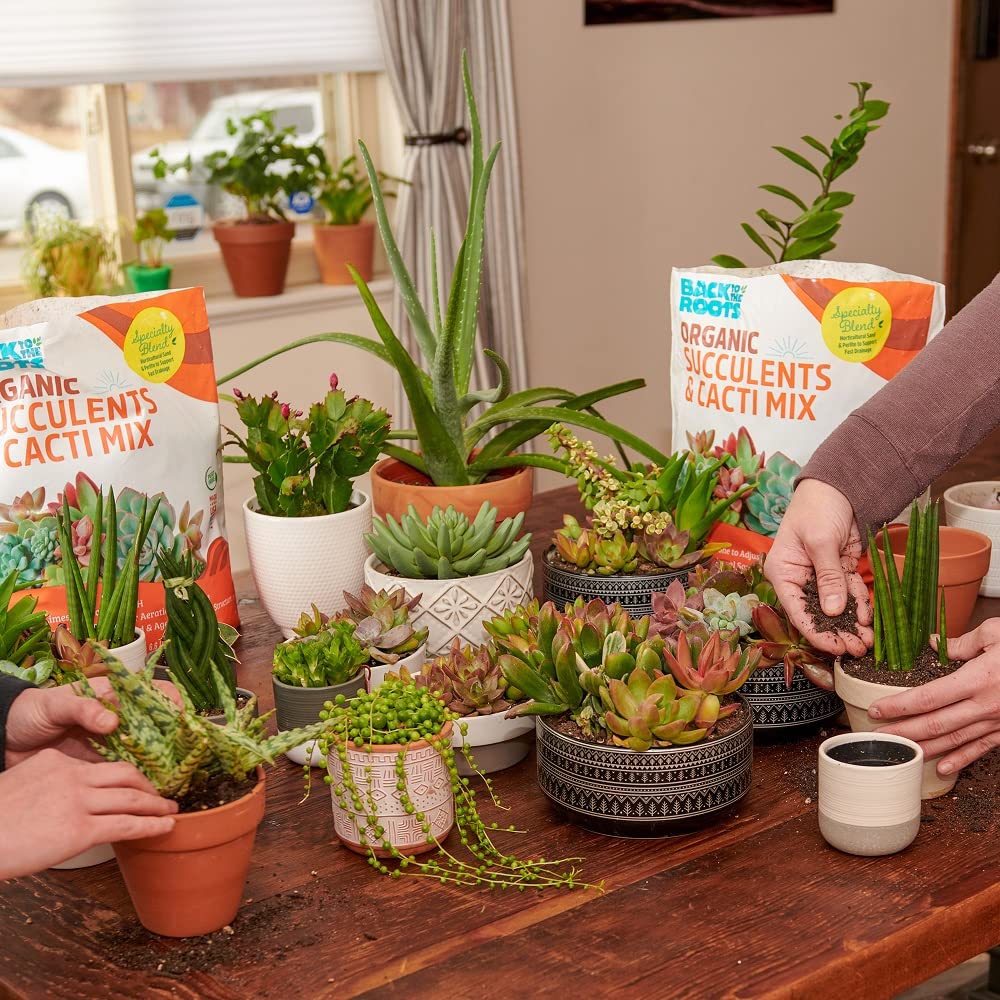 Open-Box New Back to the Roots 6qt Succulent  Cacti Mix Potting Soil with Rapid Drainage Retail $5.06