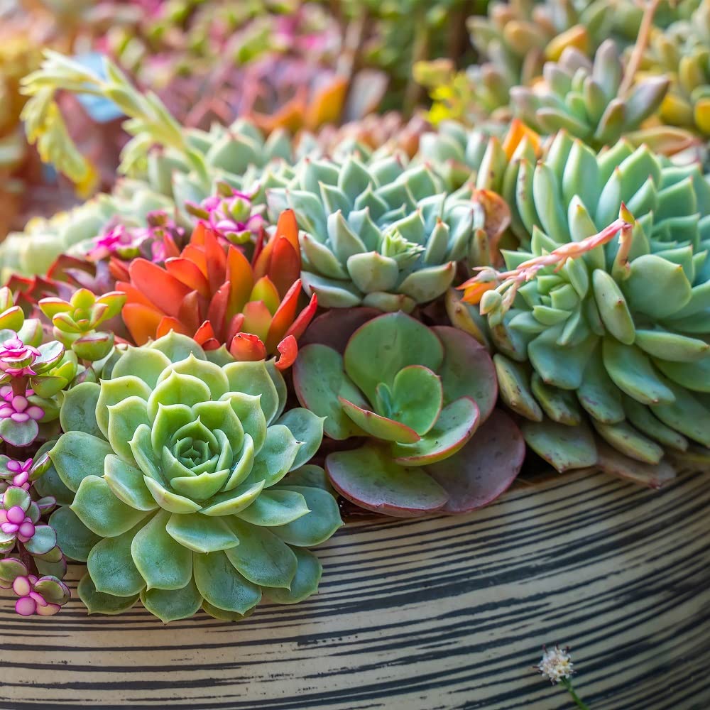 Open-Box New Back to the Roots 6qt Succulent  Cacti Mix Potting Soil with Rapid Drainage Retail $5.06